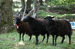 The three sheep / Les trois brebis